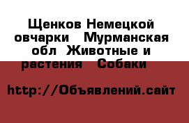 Щенков Немецкой овчарки - Мурманская обл. Животные и растения » Собаки   